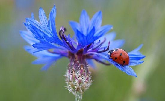 Are All Ladybugs Female? ???? (Answered) 7 image 50