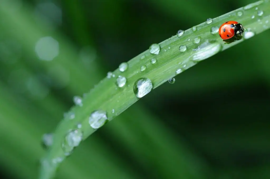 Do Ladybugs Drink Water? ???? (Explained) 2 image 59