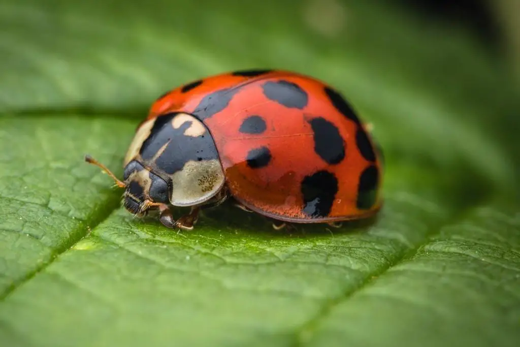 Do Neem Oil Kill Ladybugs? ???? (Explained) 2 image 60