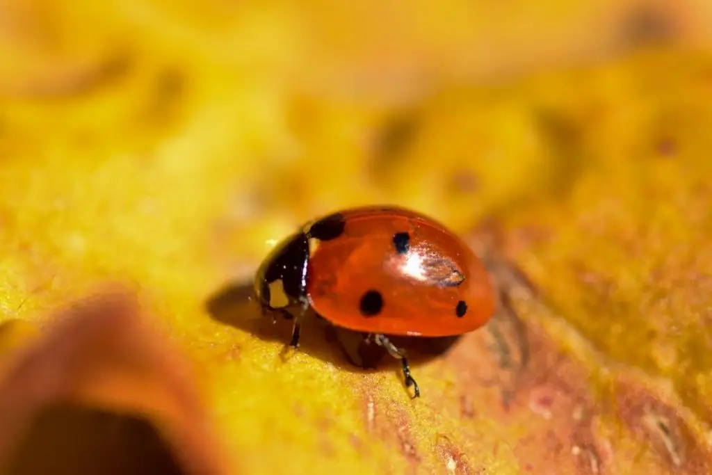 Do Neem Oil Kill Ladybugs? ???? (Explained) 4 image 62