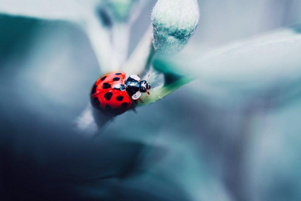 Where Do Ladybugs Go In The Winter? ???? (Explained) 2 image 64