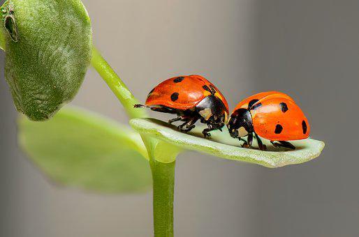How Long Do Ladybugs Live? ???? (Answered) 2 image 65