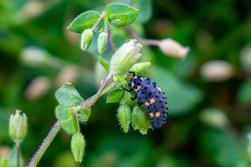How Long Do Ladybugs Live? ???? (Answered) 5 image 66