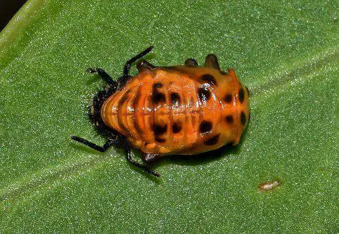 How Long Do Ladybugs Live? ???? (Answered) 6 image 67