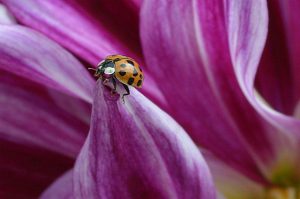 Do Ladybugs Eat Ants? ???? (Explained) 2 image 68