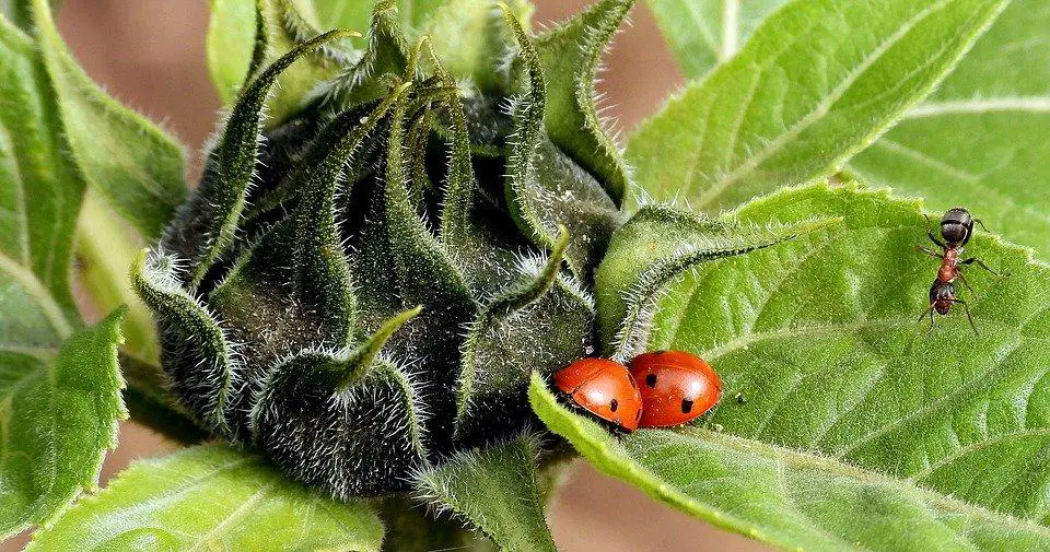 Do Ladybugs Eat Ants? ???? (Explained) 8 image 69
