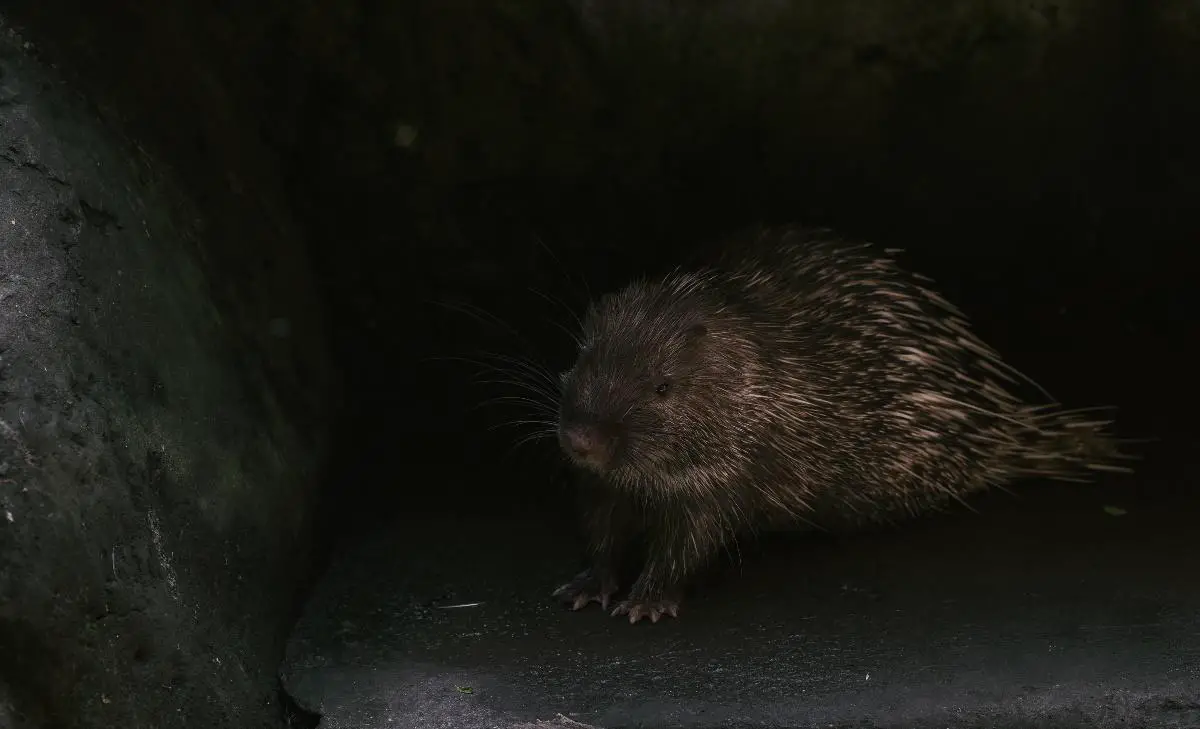 How To Keep Beavers From Plugging Culverts? 2 image 7