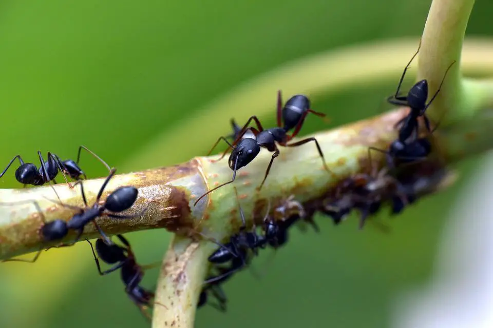 Do Ladybugs Eat Ants? ???? (Explained) 7 image 70