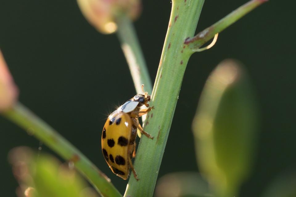 Do Ladybugs Eat Ants? ???? (Explained) 6 image 71