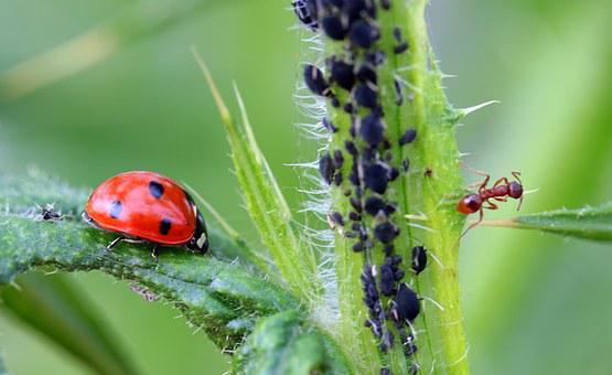 Do Ladybugs Eat Ants? ???? (Explained) 3 image 72
