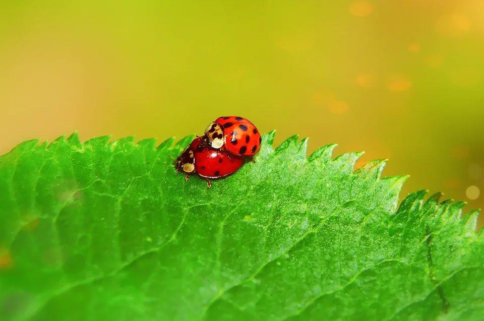 Do Ladybugs Eat Ants? ???? (Explained) 5 image 74