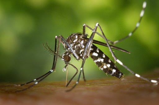 Are Mosquitoes Carnivores, Herbivores or Omnivores? Or something else? (Explained) 2 image 75