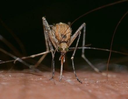 Are Mosquitoes Carnivores, Herbivores or Omnivores? Or something else? (Explained) 3 image 76