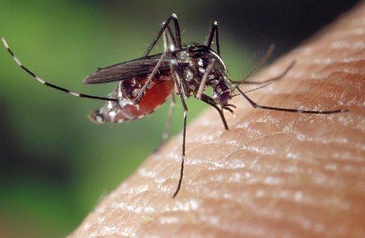 Are Mosquitoes Carnivores, Herbivores or Omnivores? Or something else? (Explained) 4 image 77