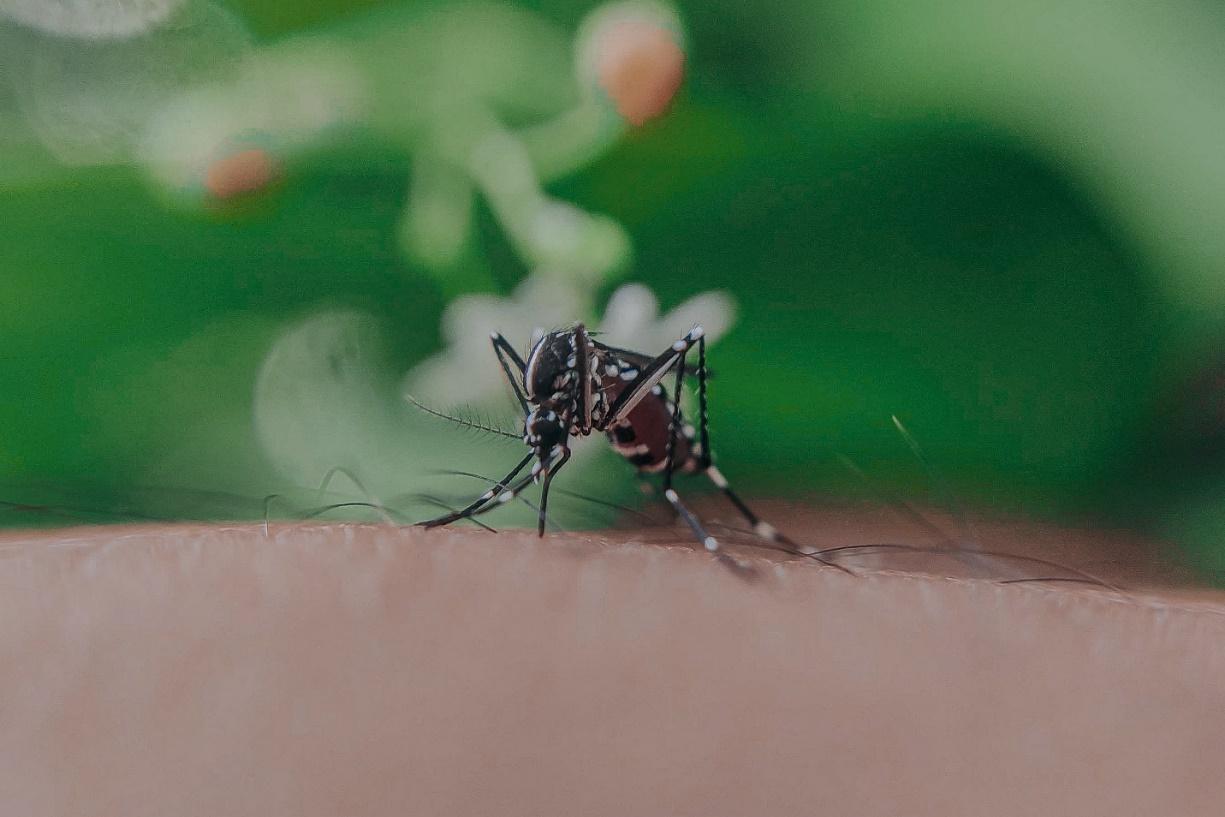 Are Mosquitoes Carnivores, Herbivores or Omnivores? Or something else? (Explained) 5 image 78