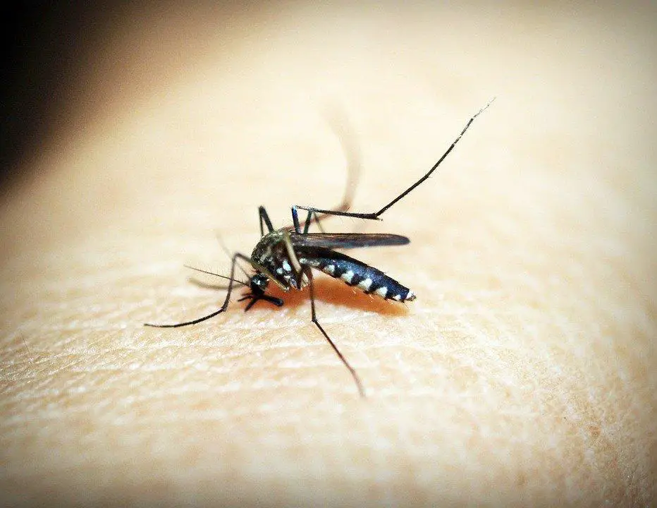 Are Mosquitoes Carnivores, Herbivores or Omnivores? Or something else? (Explained) 6 image 79