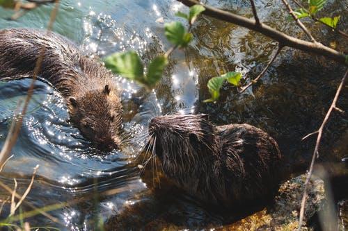How To Keep Beavers From Plugging Culverts? 3 image 8
