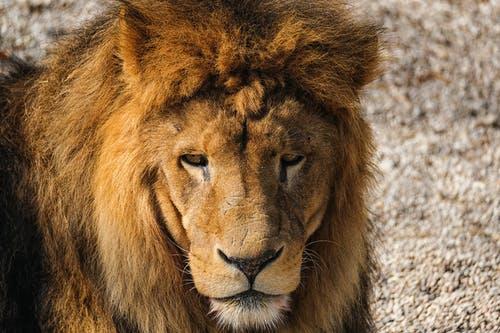 How Big Is The Biggest Lion In The World? ???? 2 image 86
