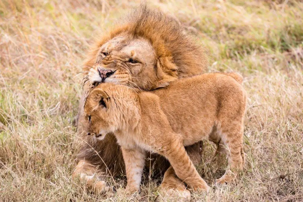 How Strong Is A Lion Bite? ???? (Explained and Compared) 2 image 89