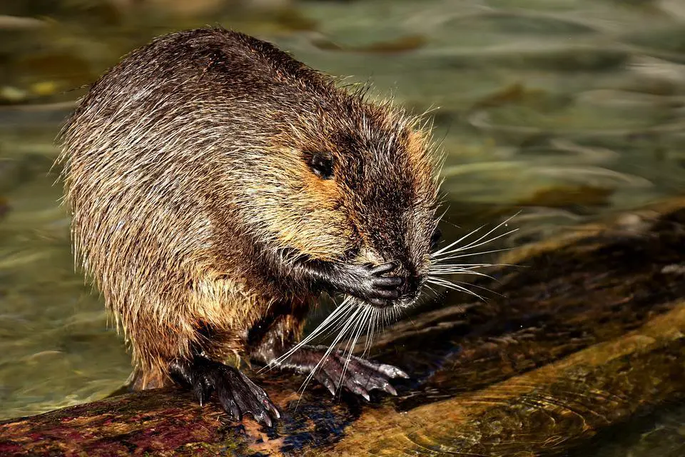 How To Keep Beavers From Plugging Culverts? 4 image 9