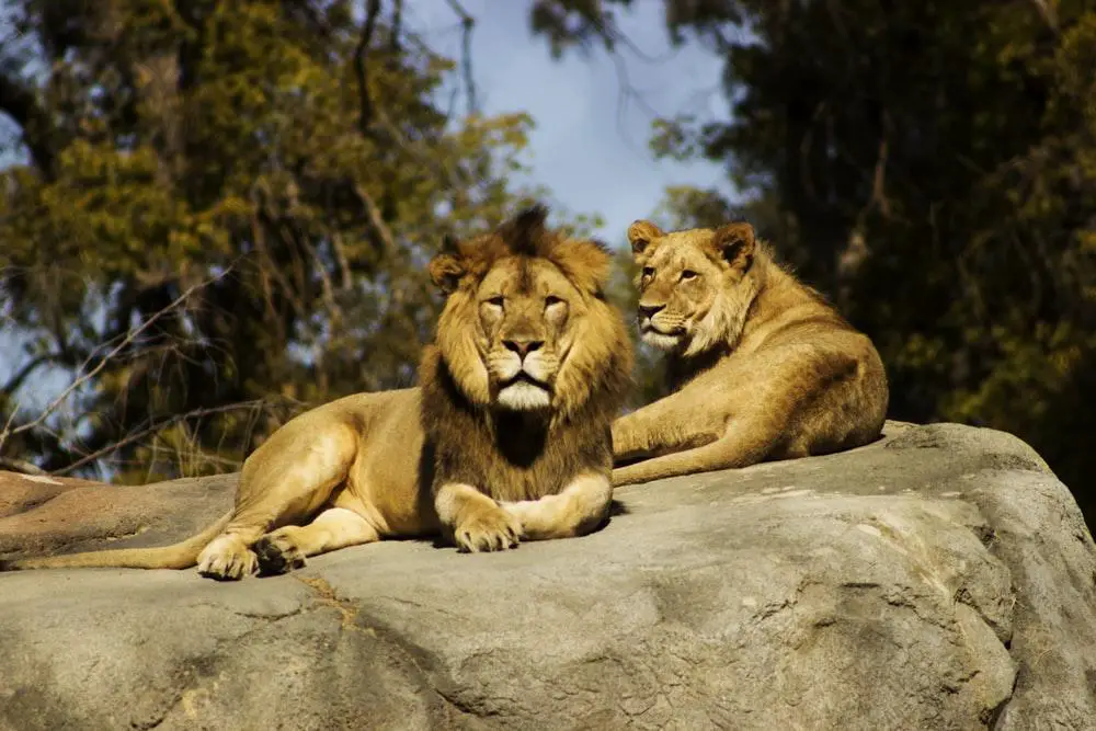 How Long Can a Lion Live? ???? Male and Female 2 image 92