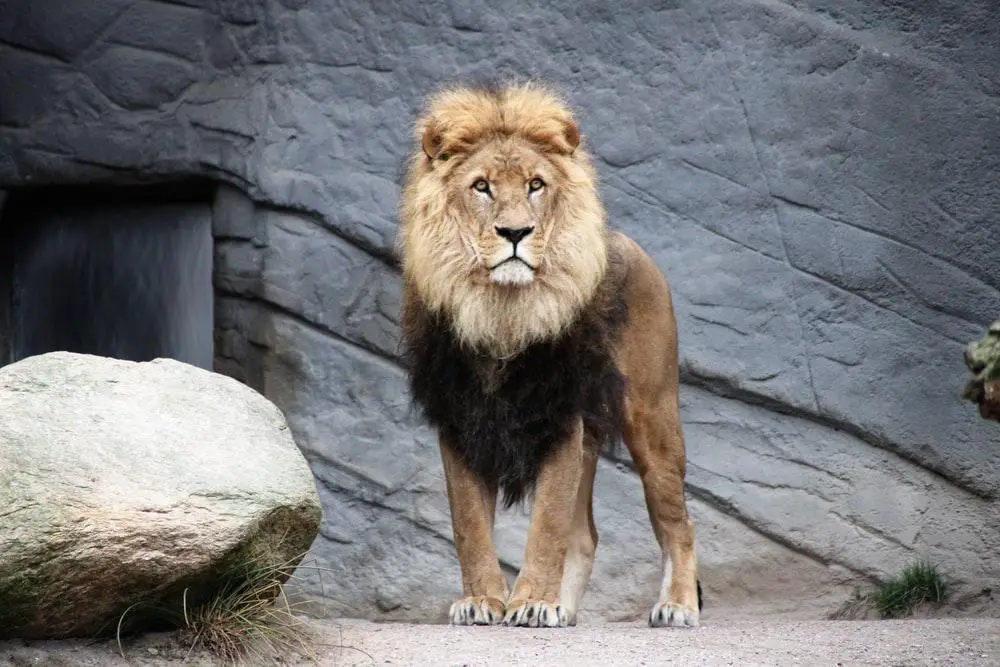 How Long Can a Lion Live? ???? Male and Female 3 image 93