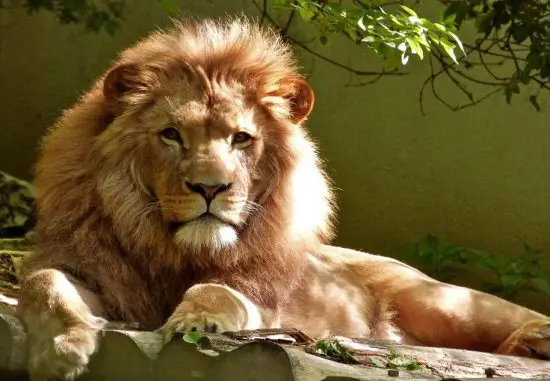 Are There Black Lions In The World? Real or Fake (Explained) 2 image 94 e1661412409809
