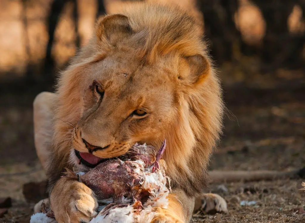 Are Lions Scared of Humans? ???? 4 image 95