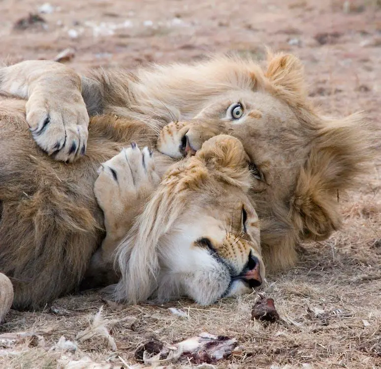 Are Lions Scared of Humans? ???? 3 image 96