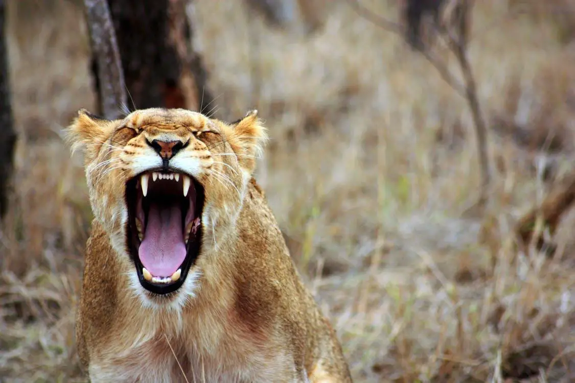 How Strong Are Lions? (Explained) 2 image 97