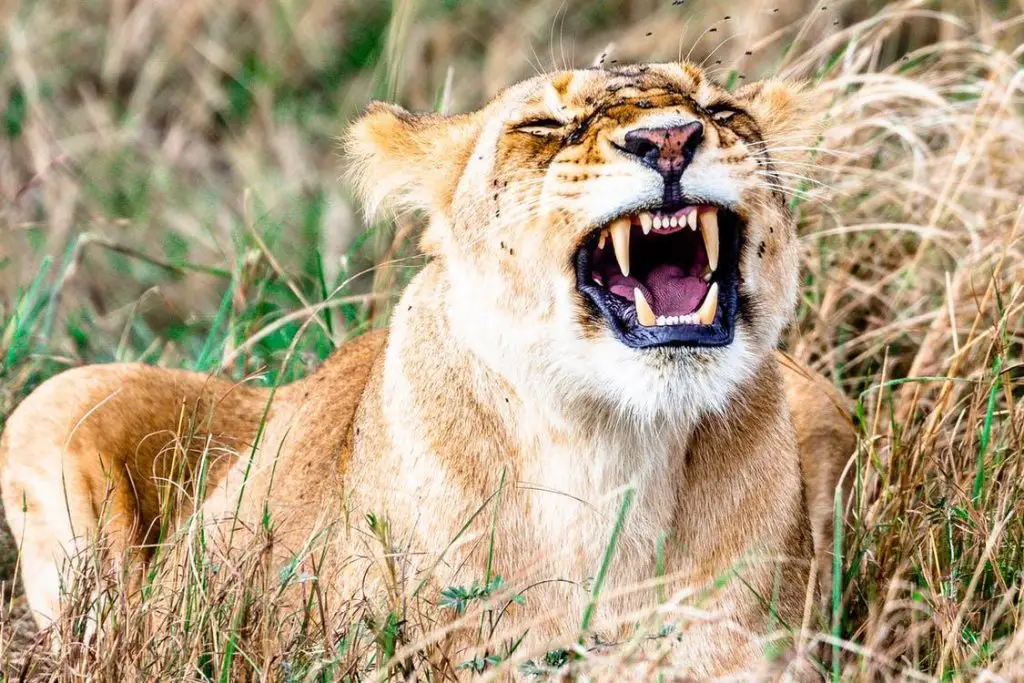 How Strong Are Lions? (Explained) 3 image 98