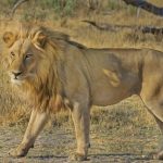image 99 e1661416310546