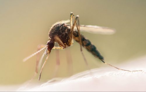 Do Mosquitoes Make Babies With Your Blood? 2 macro shot of a mosquito on human skin sucking blo 2021 09 04 09 29 58 utc scaled e1661082386593