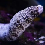 moray eel 2021 08 26 22 36 08 utc scaled e1659427699675