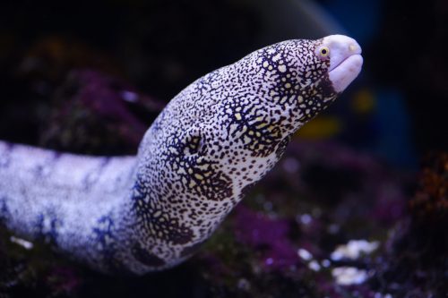 Do Eels Hibernate In Winter? Or Do they Migrate? 2 moray eel 2021 08 26 22 36 08 utc scaled e1659427699675