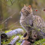 wild cat in bush 2022 02 02 05 06 01 utc scaled e1660380164200