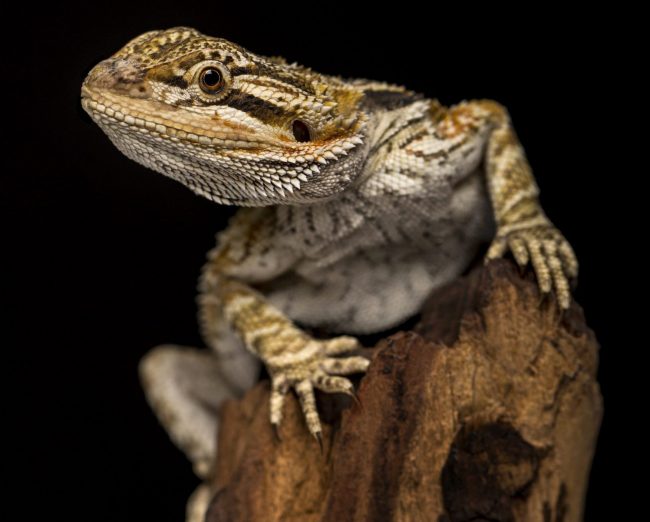 bearded dragon on black background 2021 08 26 18 04 10 utc scaled e1663228318532