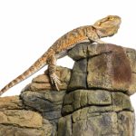 bearded dragon pogona vitticeps on rock in front 2021 08 26 18 04 35 utc scaled e1670500981967