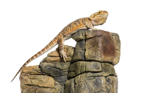 bearded dragon pogona vitticeps on rock in front 2021 08 26 18 04 35 utc scaled e1670500981967