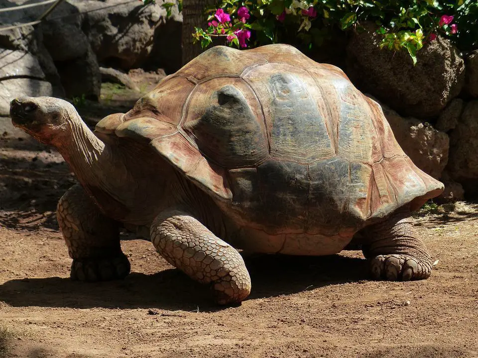 Do Sulcata Tortoises Hibernate? (+FAQs) 1 image 100