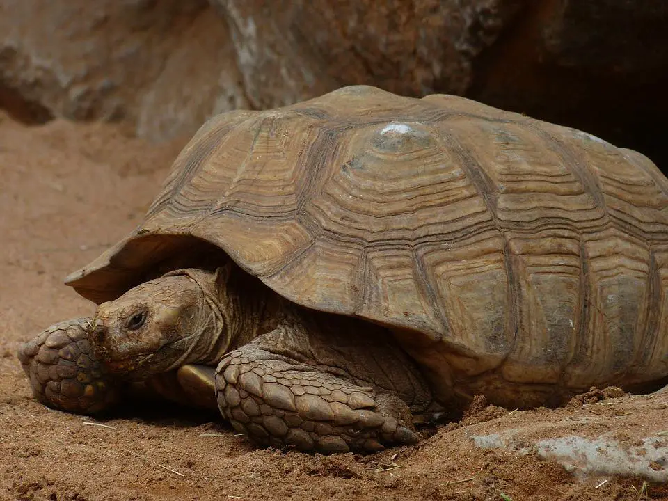 Do Sulcata Tortoises Hibernate? (+FAQs) 2 image 101