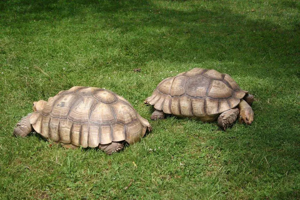 Do Sulcata Tortoises Hibernate? (+FAQs) 3 image 102