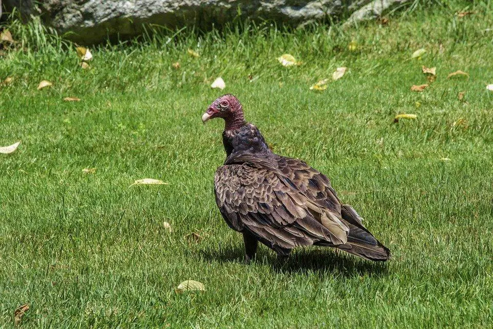 image 106