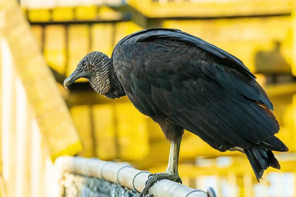 Do Black Vultures Attack Dogs or Cats? Explained 2 image 11