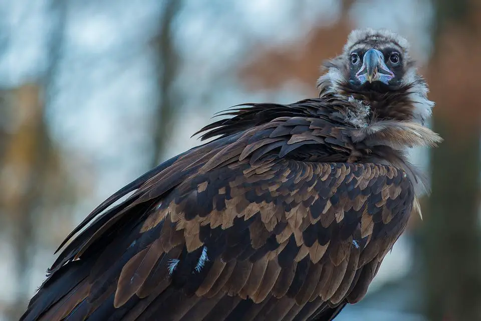 Do Black Vultures Attack Dogs or Cats? Explained 8 image 12