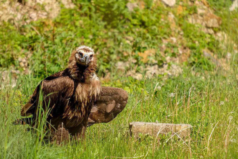 Do Black Vultures Attack Dogs or Cats? Explained 7 image 13