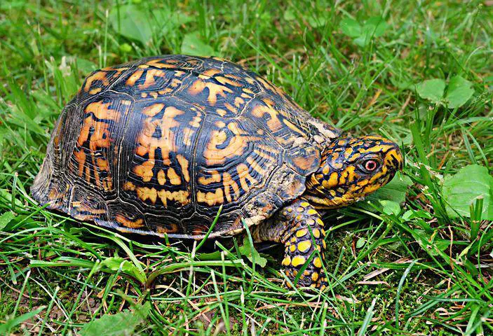 List of Animals That Live Longer Than Humans? (17+ Animals) 6 image 132