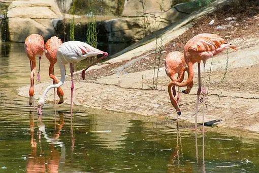 List of Animals That Live Longer Than Humans? (17+ Animals) 9 image 134