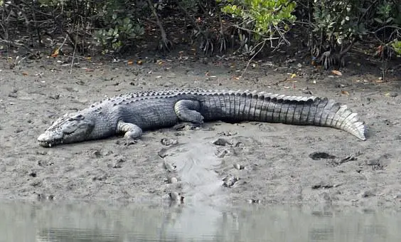 List of Animals That Live Longer Than Humans? (17+ Animals) 11 image 136
