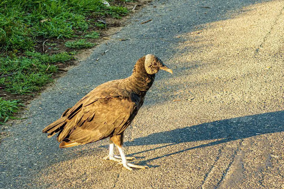 Do Black Vultures Attack Dogs or Cats? Explained 6 image 14
